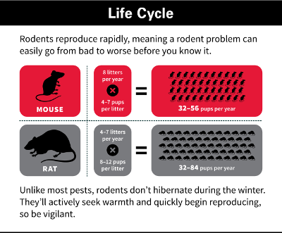 PEST CONTROL蟲鼠控制