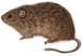 PEST CONTROL蟲鼠控制